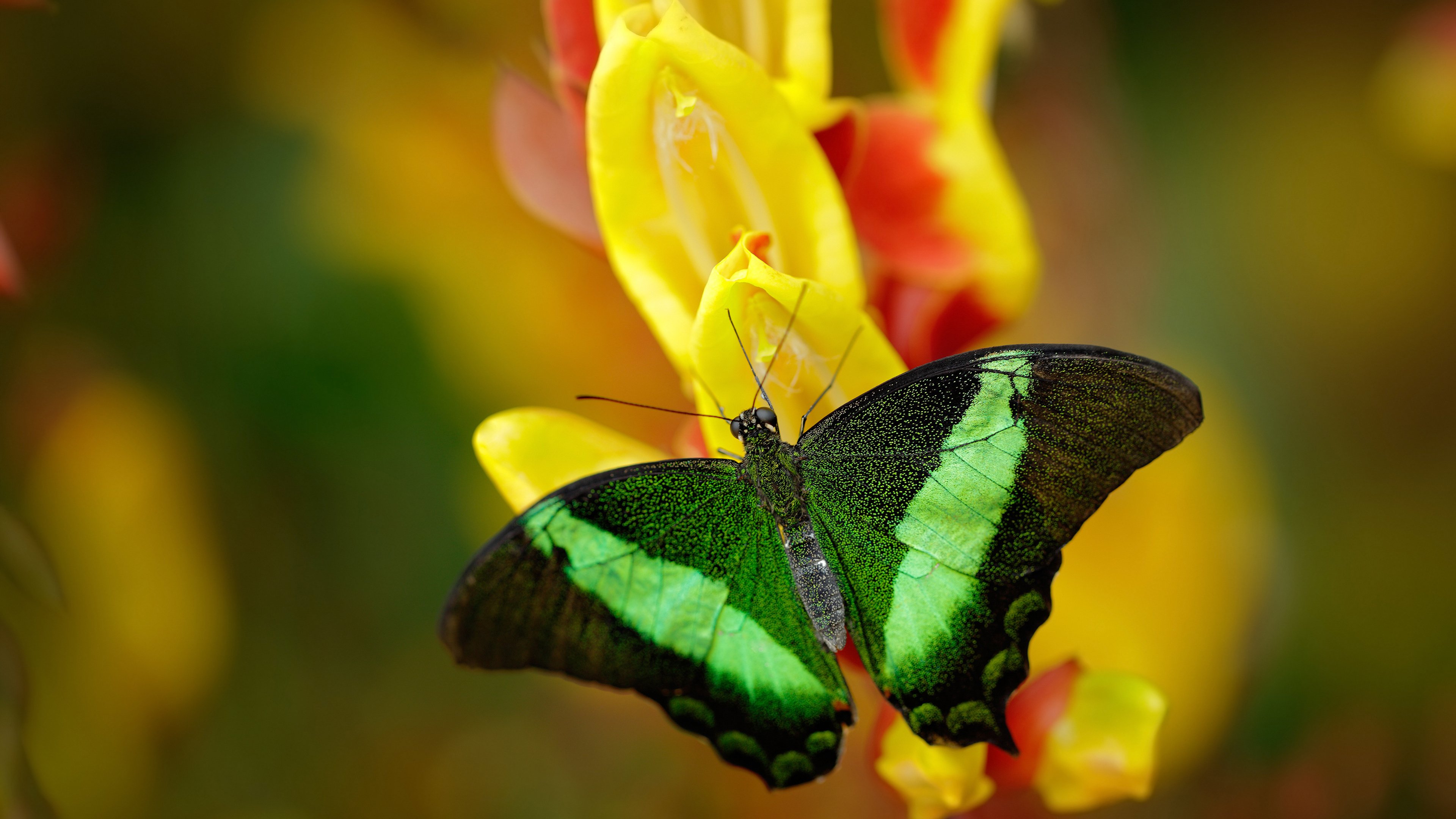 东决关键战与日本击溃罗马，体育焦点中的奇迹与激情