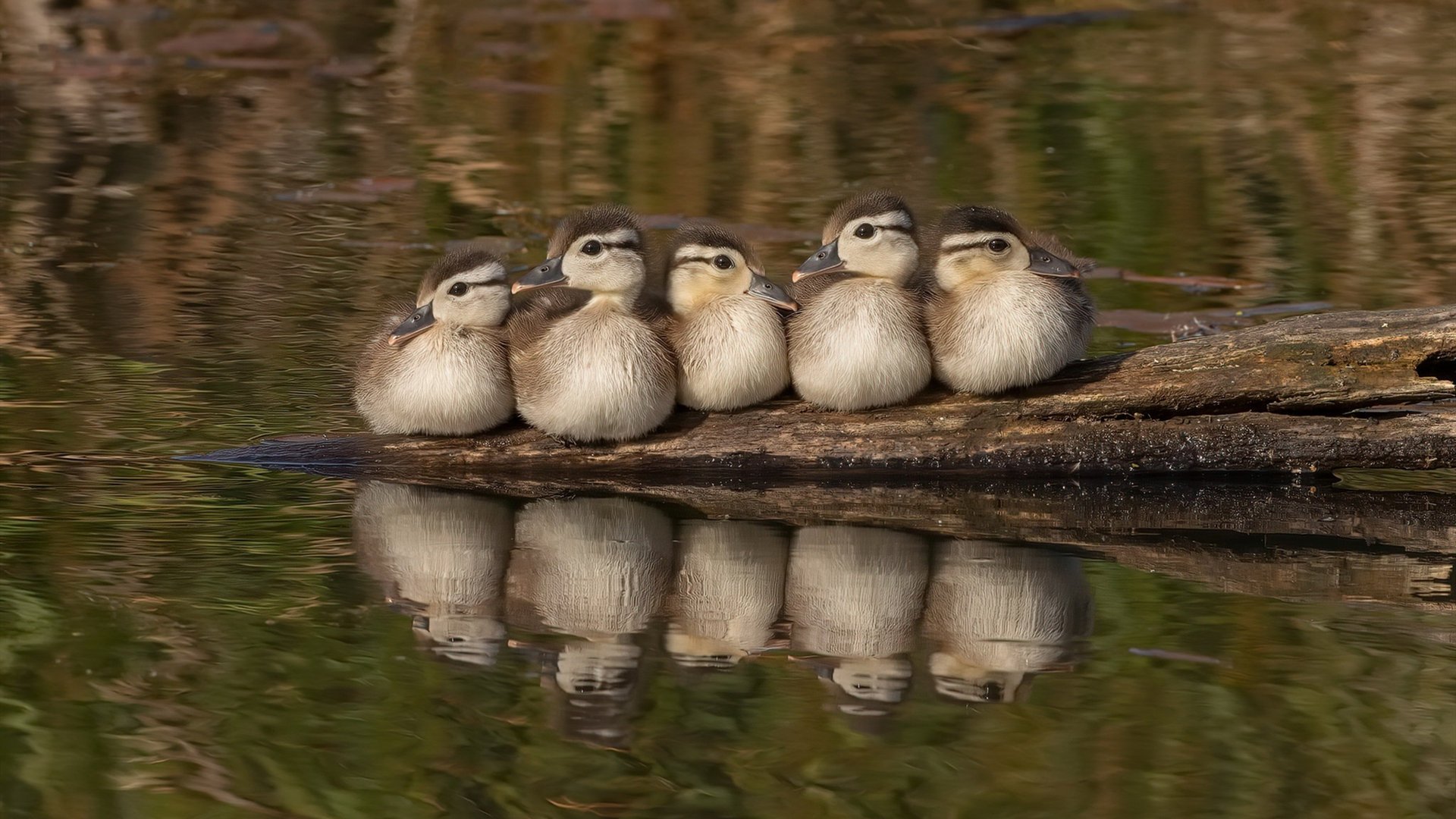 爱游戏官网-莱比锡红牛一波带走摩纳哥，楚阿梅尼贡献制胜表现