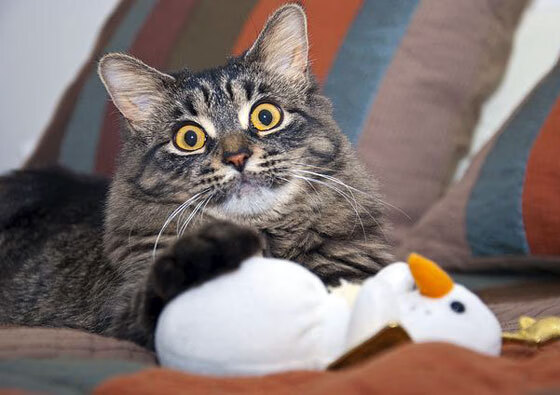 爱游戏官方-步行者末节逆转开拓者，小贾伦年度焦点之战接管比赛