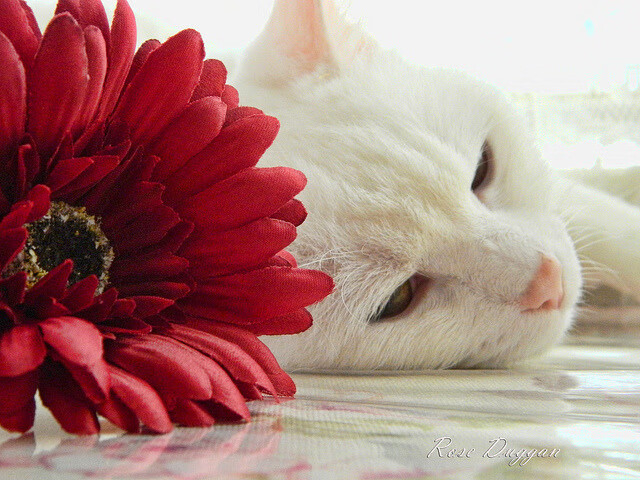 爱游戏大厅-F1赛道风云突变，突尼斯黑马弯如何粉碎利物浦